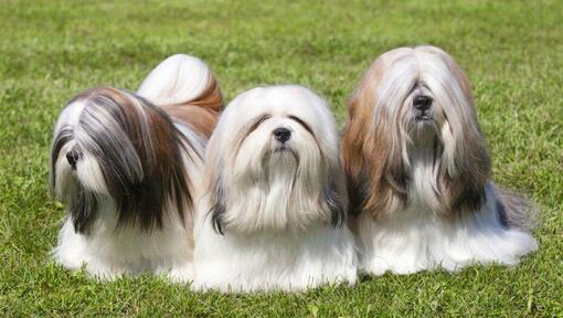 Lhasa Apso Dog Breed Information Purina